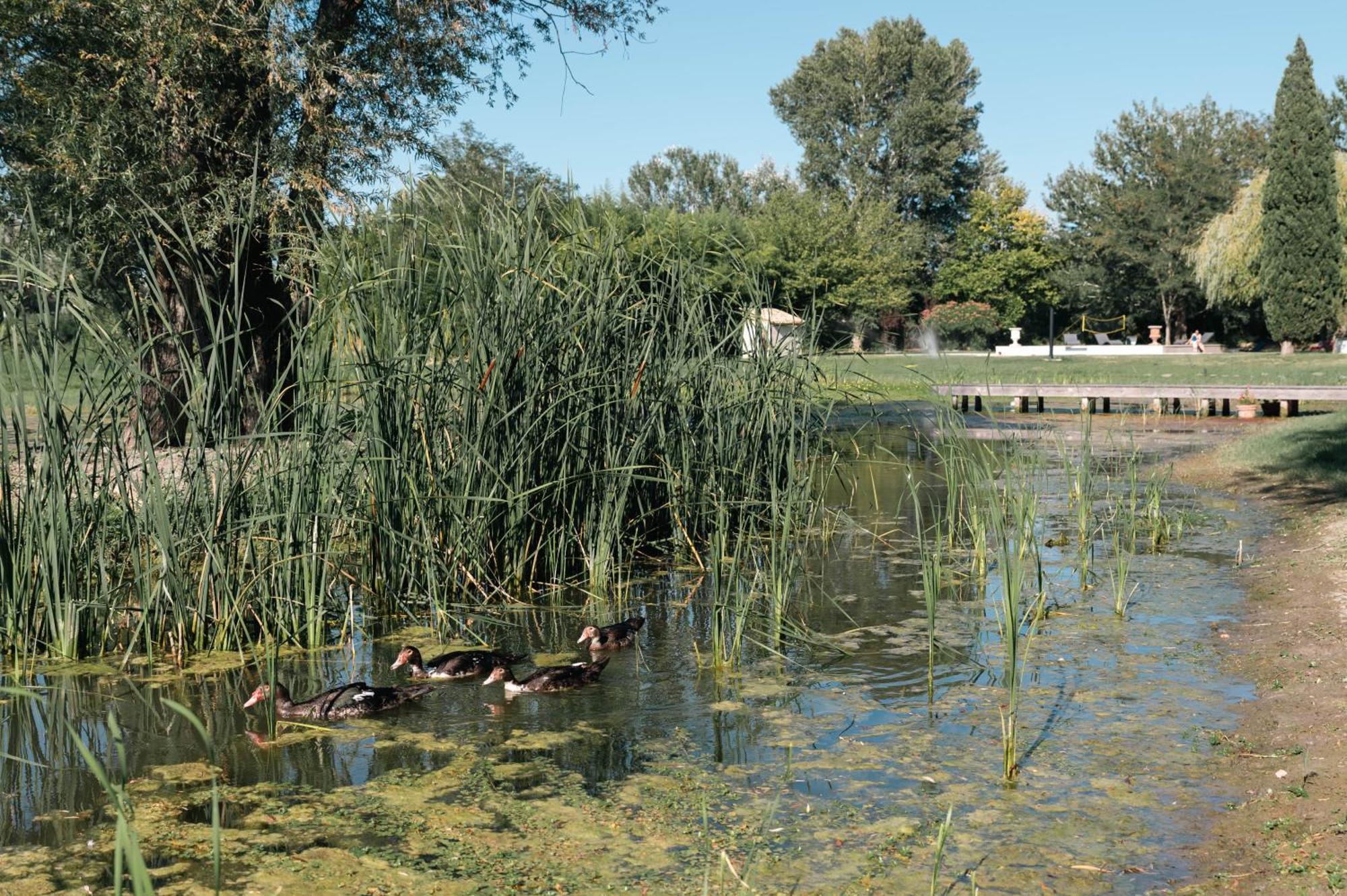 סן-ז'יל Mas Du Versadou, Dans Un Espace Naturel Protege, Piscine Couverte Chauffee Toute L'Annee, Spa Et Salle De Jeux מראה חיצוני תמונה